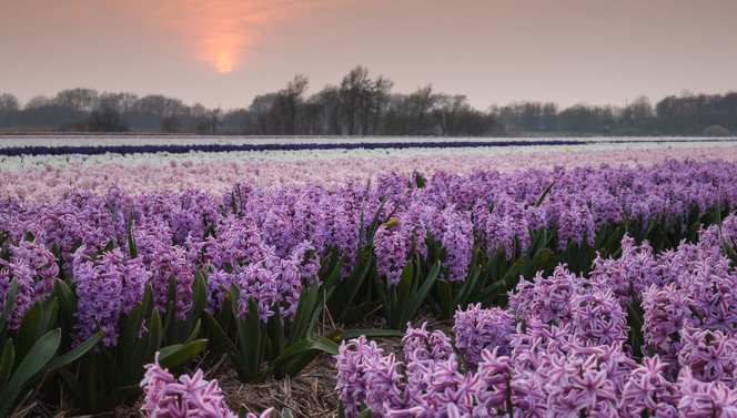 Bulb fields