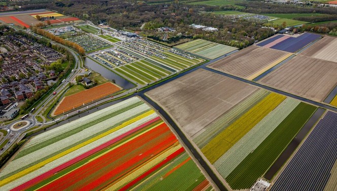 Flowerfields