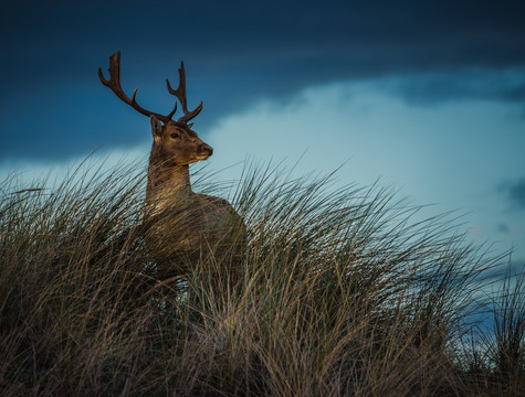 Amsterdamse Waterleidingduinen