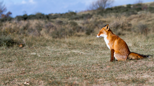 Amsterdamse Waterleidingduinen