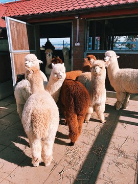 Alpaca farm Klinkenberg