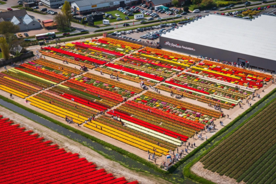 Tulip Experience Amsterdam