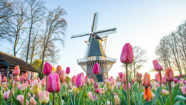 Keukenhof