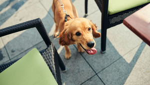 Hunde terrasse